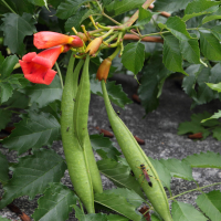 campsis_radicans3md