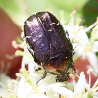 cetonia_aurata7md (Cetonia aurata)