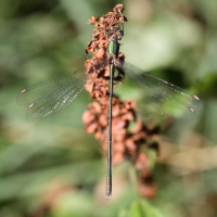 chalcolestes_viridis5md (Chalcolestes viridis)