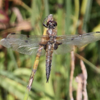 libellula_quadrimaculata7md