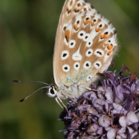 polyommatus_escheri3md