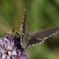 polyommatus_escheri4md