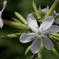 saponaria_officinalis5md