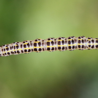 calophasia_lunula_ch1md (Calophasia lunula)