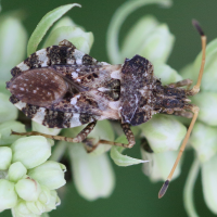 centrocoris_variegatus1md (Centrocoris variegatus)