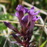 gentianella-germanica4bd