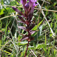 gentianella_germanica3bd