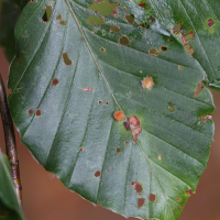 Hartigiola annulipes (Moucheron, Galle des feuilles du hêtre)