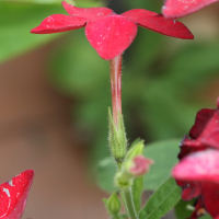 nicotiana_alata2md