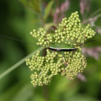 conocephalus_dorsalis1md (Conocephalus dorsalis)