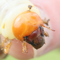 dorcus_parallelipipedus4md (Dorcus parallelipipedus)