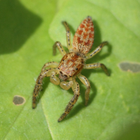Marpissa pomatia (Araignée sauteuse)