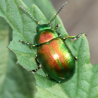 chrysolina_herbacea2md