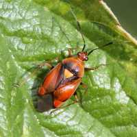 deraeocoris_ruber6md (Deraeocoris ruber)