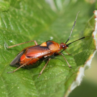 deraeocoris_ruber7md (Deraeocoris ruber)