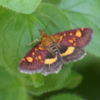 pyrausta_aurata2bd