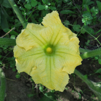 cucurbita_moschata7md