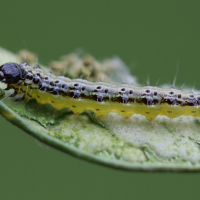 cydalima_perspectalis_ch3md (Cydalima perspectalis)