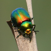 chrysolina_fastuosa1bd1 (Chrysolina fastuosa)