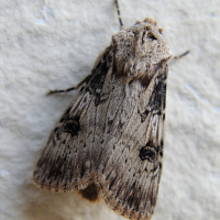 agrotis_puta2md (Agrotis puta)