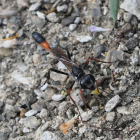 ammophila_heydeni1bd (Ammophila heydeni)