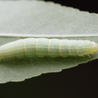 cosmia_trapezina_ch1bd (Cosmia trapezina)