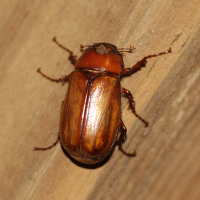 phyllophaga_plaei2md