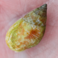 tritia_conspersa5md (Tritia conspersa)