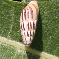 Zebrina fasciolata (Zébrina, Escargot)