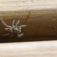 Plexippus paykulli (Araignée sauteuse, Saltique, Gobe mouche (La Réunion))