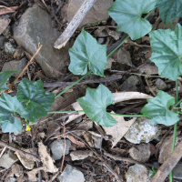Melothria pendula (Concombre de la Guadeloupe, Concombre-poison, Concombre diable)