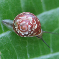 Helicina fasciata (Hélicine fasciée, Hélicine peinte (en fonction de la sous-espèce))