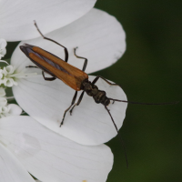 oedemera_femorata4md