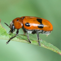 clytra_novempunctata2md