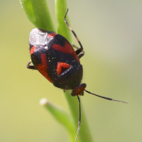 deraecoris_schach2bd (Deraeocoris schach)