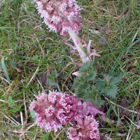 petasites_hybridus7md