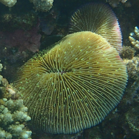 Danafungia scruposa (Corail-champignon)
