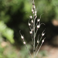 Olyra latifolia (Olyra)