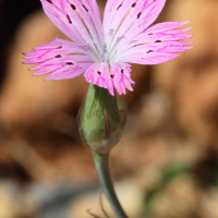 Dianthus tripunctatus (Œillet)