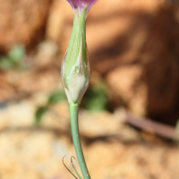 dianthus_tripunctatus2md (Dianthus tripunctatus)