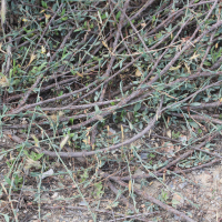 Polygonum idaeum (Renouée du Mont Ida)