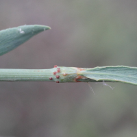 polygonum_idaeum2md