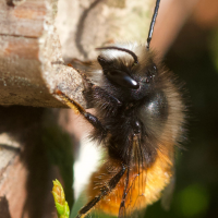 osmia_cornuta2md