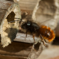 osmia_cornuta4md