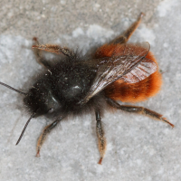 osmia_cornuta6md