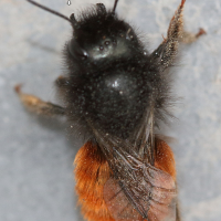 osmia_cornuta7md