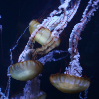 Chrysaora fuscescens (Méduse dorée)
