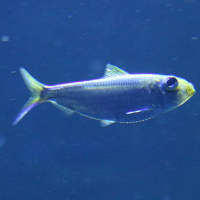 Harengula clupeola (Harengule écailleux, Sardine caillée)