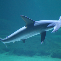 Sphyrna lewini (Requin-marteau halicorne)