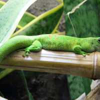 phelsuma_grandis2bd